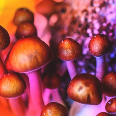 Psilocybin Magic Mushrooms / Source: Getty